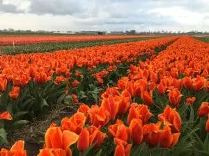 Finding the most colorful tulip fields in the Netherlands
