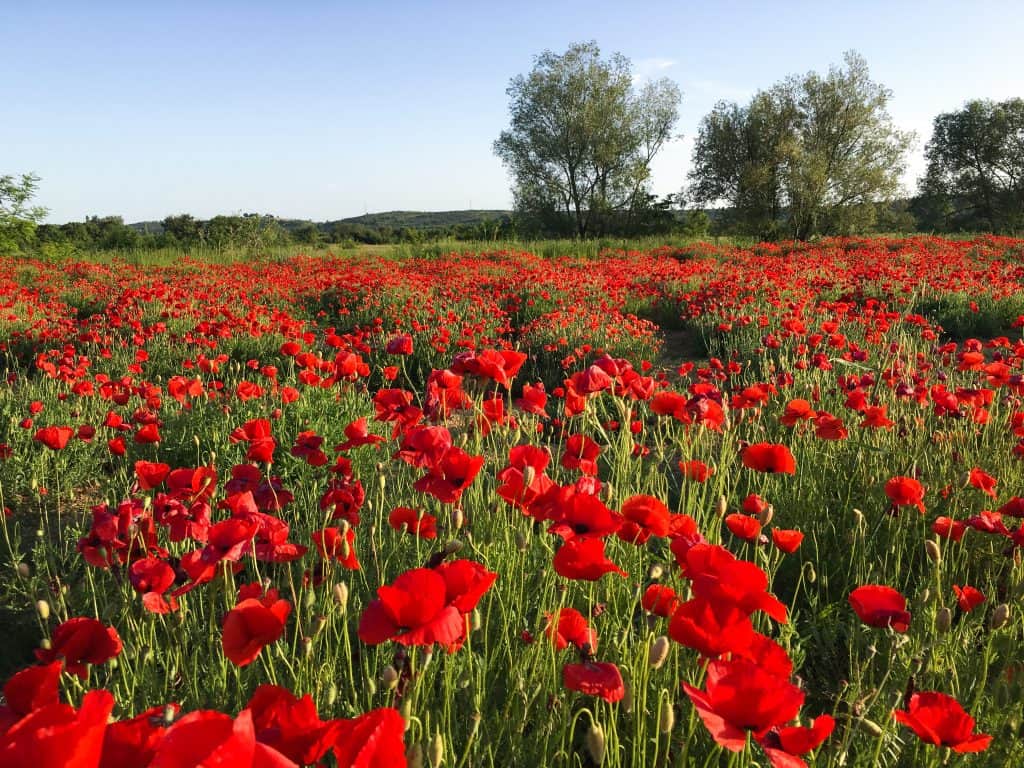 Driving in Croatia | Red poppy fields on the side of the road