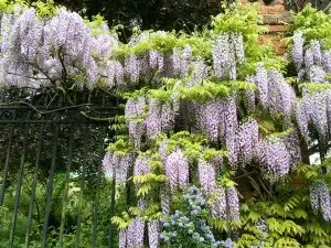 Pembroke College at Cambridge University, England | Each college has it's own deep history, unique architecture, and stunning grounds and gardens to explore.