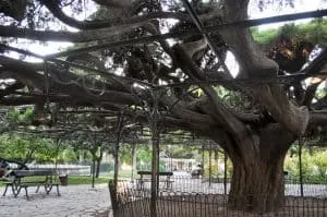 Jardim do Pr&iacute;ncipe Real in Lisbon, Portugal