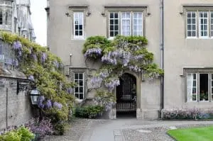 Sidney Sussex at Cambridge University, England with the wisteria in bloom