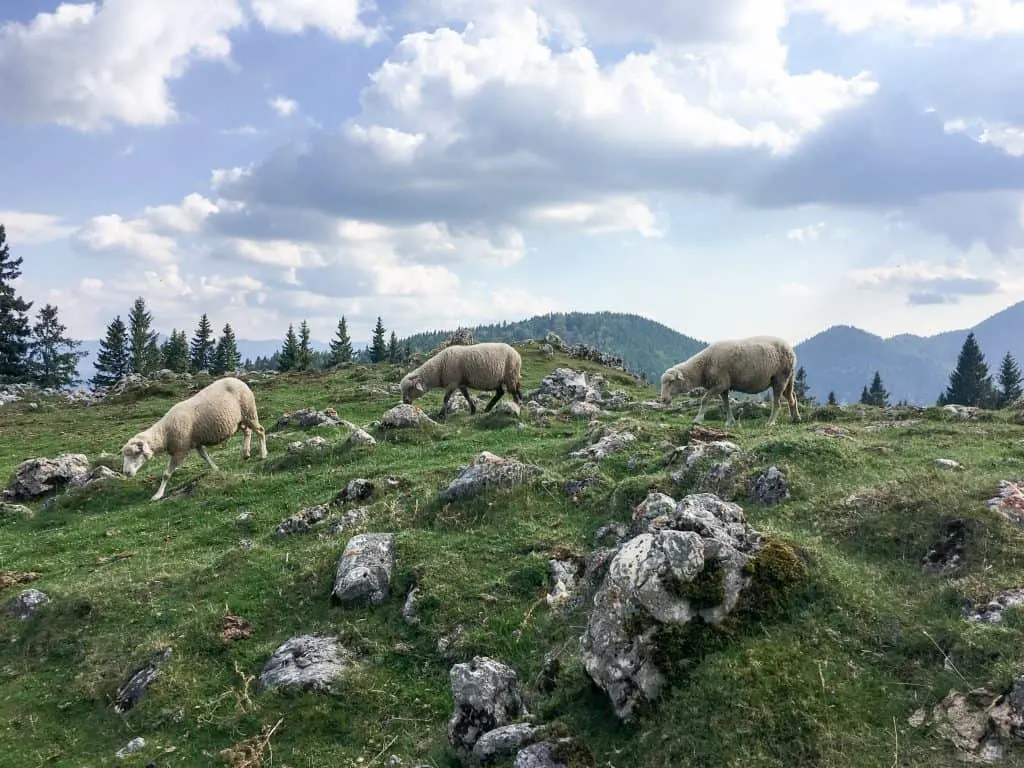 Hiking in Piatra Craiului Mountains, Romania