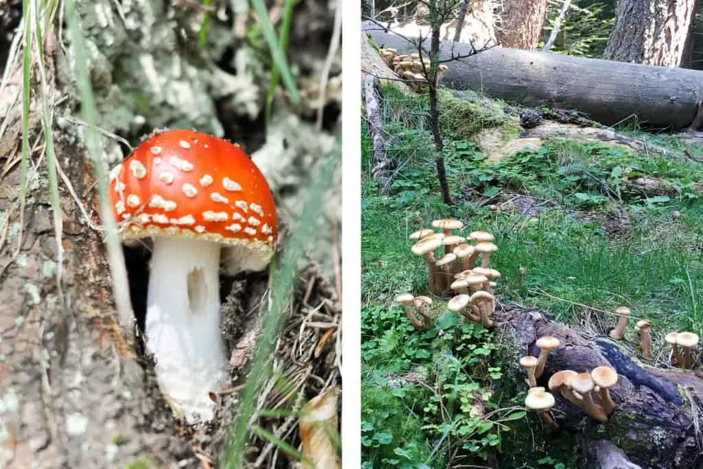 Mushrooms in the Piatra Craiului Mountains, Romania