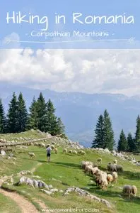 Hiking in Piatra Craiului Mountains in Romania was an unforgettable hiking experience. Massive limestone ridges, wandering out from the dense old-growth spruce forests into an open canyon with amazing views, wandering through sheep following the call of their herder, all with a hearty slice of cake on top. Best hike ever.