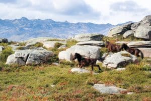 Peneda-Gerês National Park | 19 Places You Can't Miss in Portugal