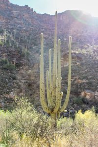 A Weekend Getaway in Tucson, Arizona | Where to stay, hike, play and eat in Tucson | Seven Falls Trail in Sabino Canyon