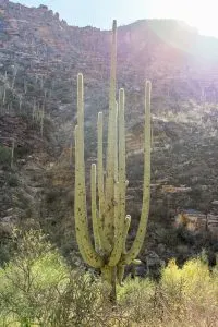 A Weekend Getaway in Tucson, Arizona | Where to stay, hike, play and eat in Tucson | Seven Falls Trail in Sabino Canyon