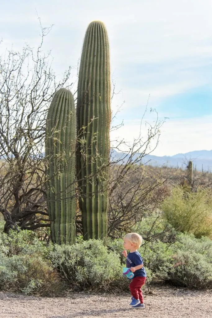 A Weekend Getaway in Tucson, Arizona | Where to stay, hike, play and eat in Tucson. | Seven Falls Trail in Sabino Canyon