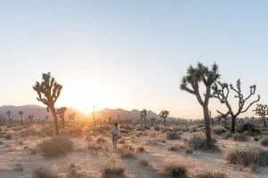 Summer Camping in Joshua Tree National Park, California