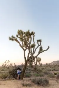 Summer Camping in Joshua Tree National Park, California