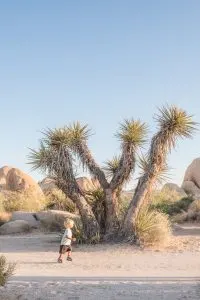 Summer Camping in Joshua Tree National Park, California