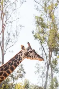 Best things to do in Downtown San Diego, California