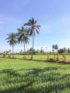 20 Photos to Inspire You to Visit Lombok | Rice Paddies in Lombok, Indonesia