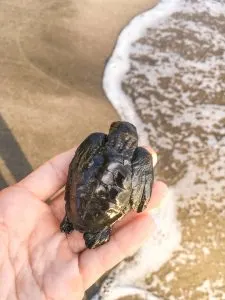 20 Photos to Inspire You to Visit Lombok | Turtle Release at Sheraton Senggigi Beach Resort
