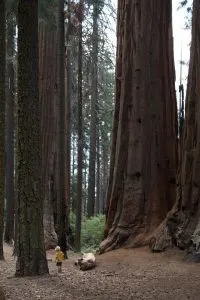 No Man Before x Free Adobe Lightroom Presets for Travel Photos | Into the Woods