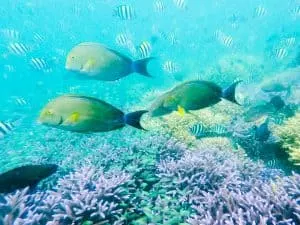 Diving in Coron, Philippines | Tips for Diving and Getting your PADI Open Water Diver Certification in Coron