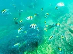 Diving in Coron, Philippines | Tips for Diving and Getting your PADI Open Water Diver Certification in Coron