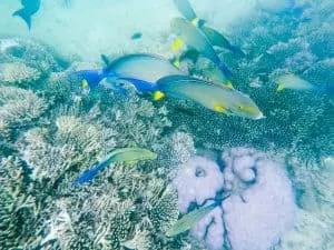 Diving in Coron, Philippines | Tips for Diving and Getting your PADI Open Water Diver Certification in Coron