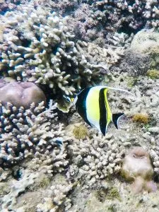 Diving in Coron, Philippines | Tips for Diving and Getting your PADI Open Water Diver Certification in Coron