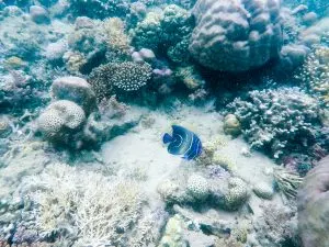 Diving in Coron, Philippines | Tips for Diving and Getting your PADI Open Water Diver Certification in Coron