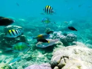 Diving in Coron, Philippines | Tips for Diving and Getting your PADI Open Water Diver Certification in Coron