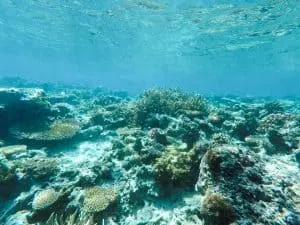 Diving in Coron, Philippines | Tips for Diving and Getting your PADI Open Water Diver Certification in Coron