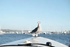 A Weekend Guide to Newport Beach, California | Things to do in Newport Beach