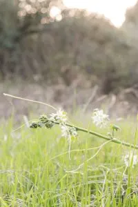 Hiking Red Rock Canyon Trail in Whiting Ranch Wilderness Park | Hike through Whiting Ranch Wilderness Park to find this unique red sandstone canyon that's right here in Southern California | Beautiful hikes in Orange County