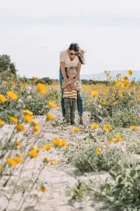 Wildflowers in Anza-Borrego Desert State Park