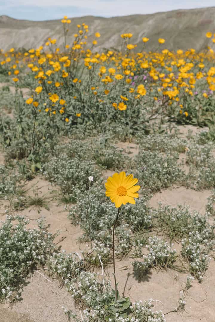 Wildflowers in Anza-Borrego Desert State Park