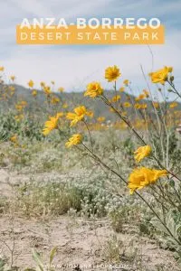 A Complete Guide to Anza-Borrego Desert State Park | Head out for an adventure in Southern California's desert where you can explore slot canyons, a palm oasis, and desert badlands. Plus, find beautiful desert wildflowers in the spring! | #california #travel #anzaborrego #desert #statepark #wildflowers
