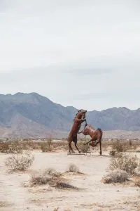 Galleta Meadow Statues Horses in Anza Borrego State Park