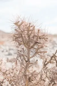 Cactus in Anza Borrego Desert State Park