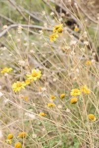Desert Wildflowers in bloom in Anza Borrego Desert State Park