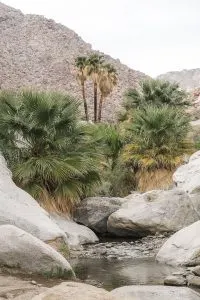 Borrego Canyon Hike in Anza-Borrego State Park
