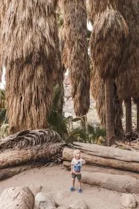 Borrego Canyon Hike in Anza-Borrego State Park