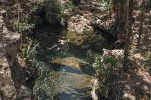 Swimming in Cenote Jardin del Eden near Tulum Mexico