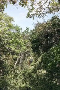 Ziplining through the Jungle in Tulum | Sea Turtles, Cenotes and Ziplining: A High-Adventure Tulum Excursion with Edventure Tours Tulum