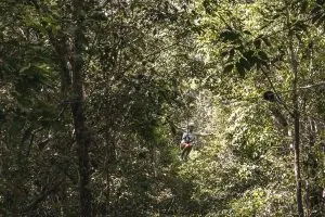 Ziplining through the Jungle in Tulum | Sea Turtles, Cenotes and Ziplining: A High-Adventure Tulum Excursion with Edventure Tours Tulum