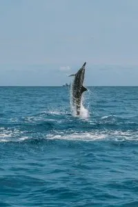 Dolphin jumping out of water on Kauai Boat Tour