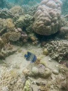 Coral Reef in Lombok, Indonesia | A Guide to Buying Reef-Safe Sunscreen