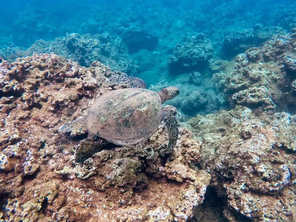 Turtle swimming along coral reef | Use reef-safe sunscreen