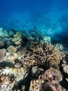 Coral Reef in El Nido, Philippines | A Guide to Buying Reef-Safe Sunscreen