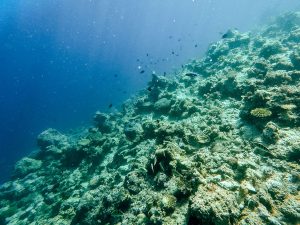 Coral Reef in El Nido, Philippines | A Guide to Buying Reef-Safe Sunscreen