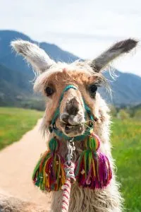 Llama at Oak Hollow Farm | Tips for booking the coolest rentals and camping spots in Southern California