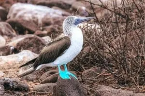 Blue-footed Booby on the Marieta Islands