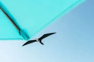 Bird watching near Marieta Islands | Riviera Nayarit, Mexico
