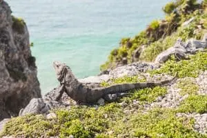 Visit the Mayan Ruins in Tulum | Adventurous Things to Do in Tulum, Mexico