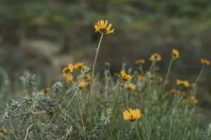 Bush Sunflowers in Crystal Cove State Park, California