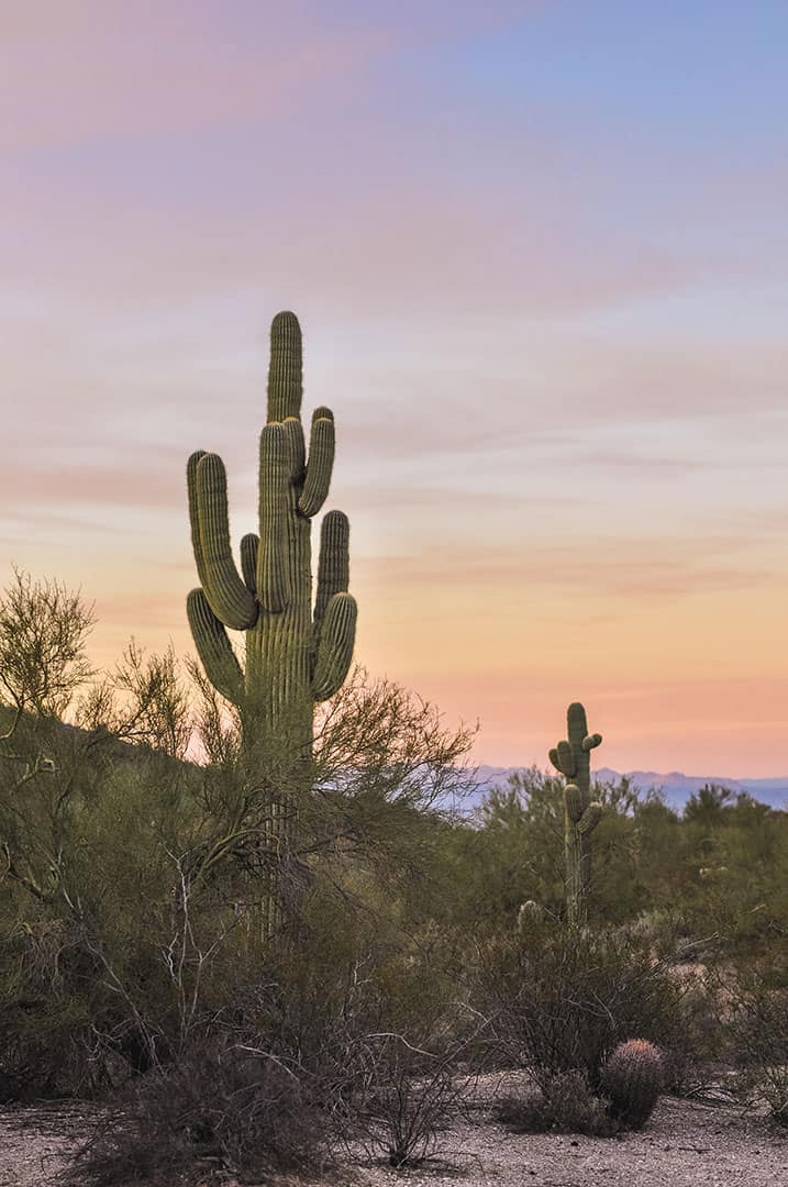 Saguaro Cactus along Maricopa Trail near Mesa, Arizona